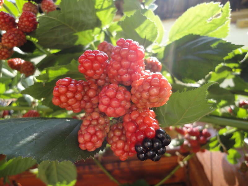 Ripe blackberries on a bush