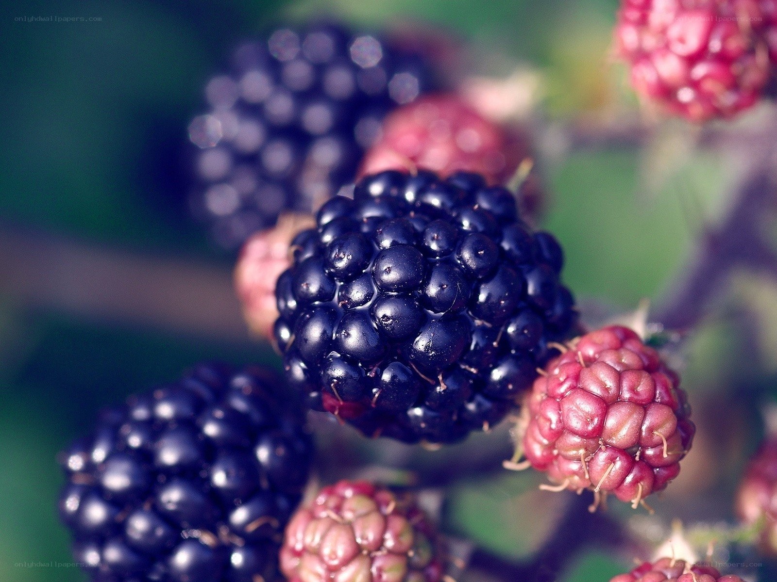 Ripe blackberries on a bush