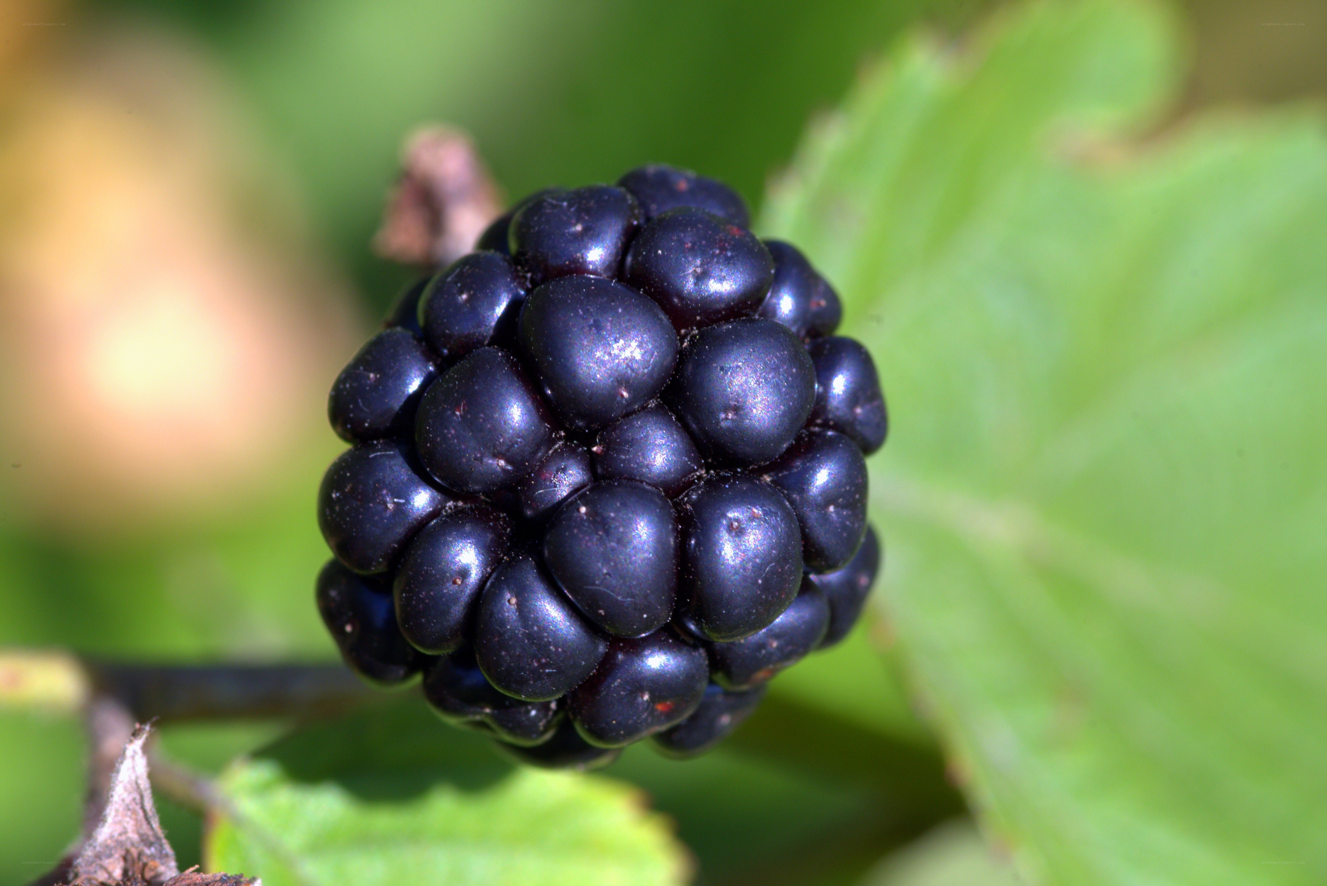 ripe blackberry on a bush