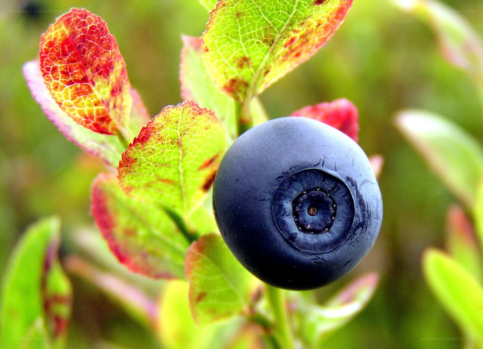 ripe blueberry on a bush