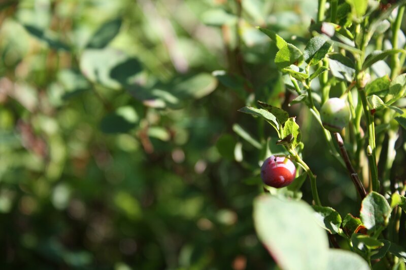 Ripe Blueberry on Bush