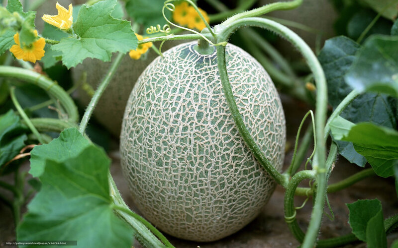 Ripe Cantaloupe on Vine — Green