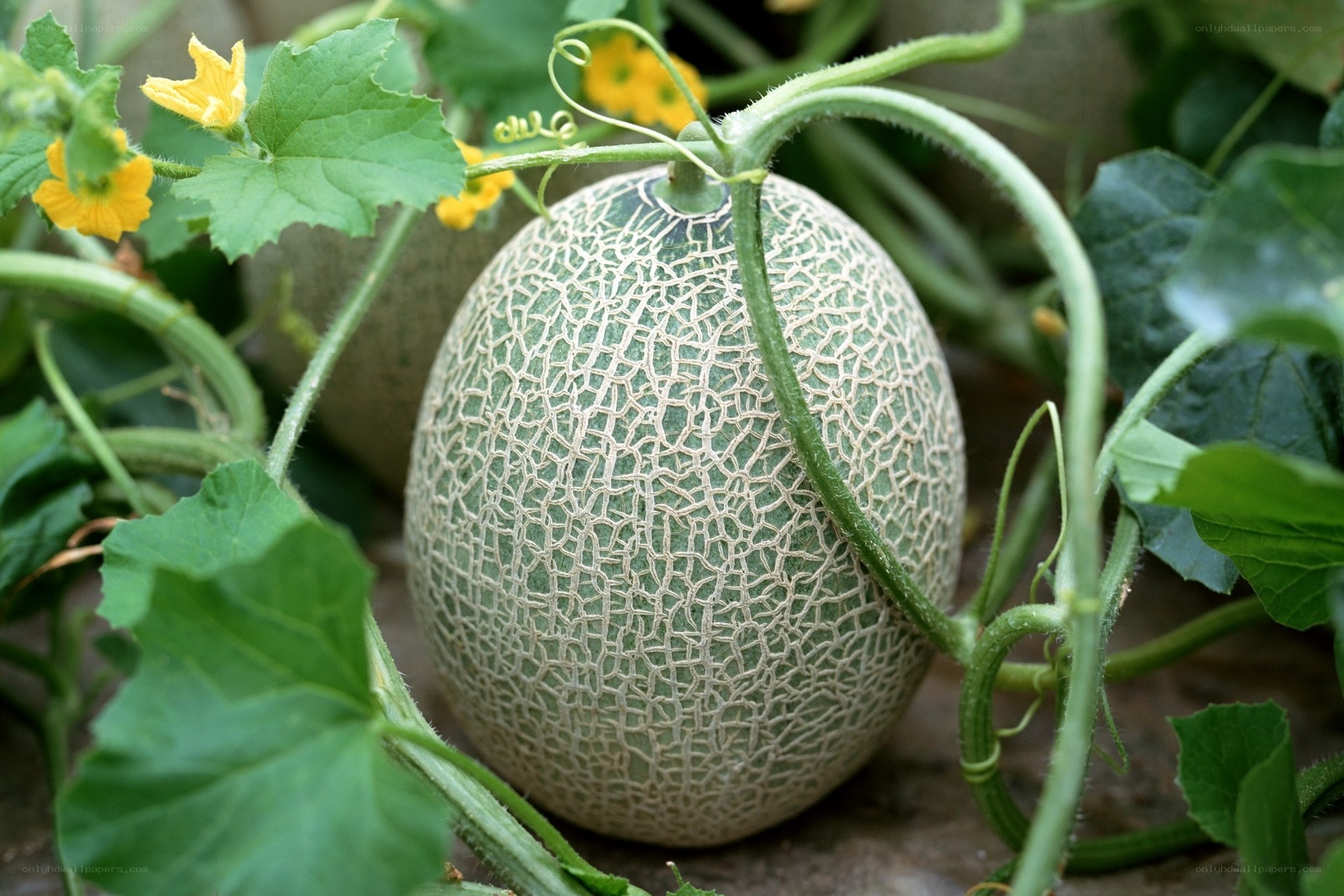 ripe cantaloupe on vine