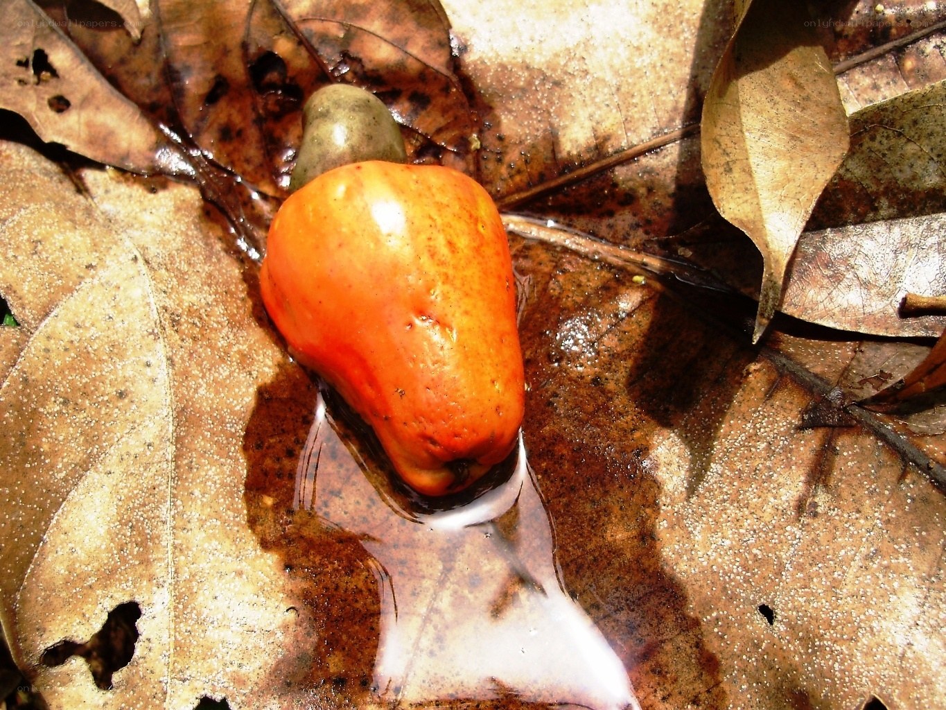 Ripe cashew fruit on leaf litter