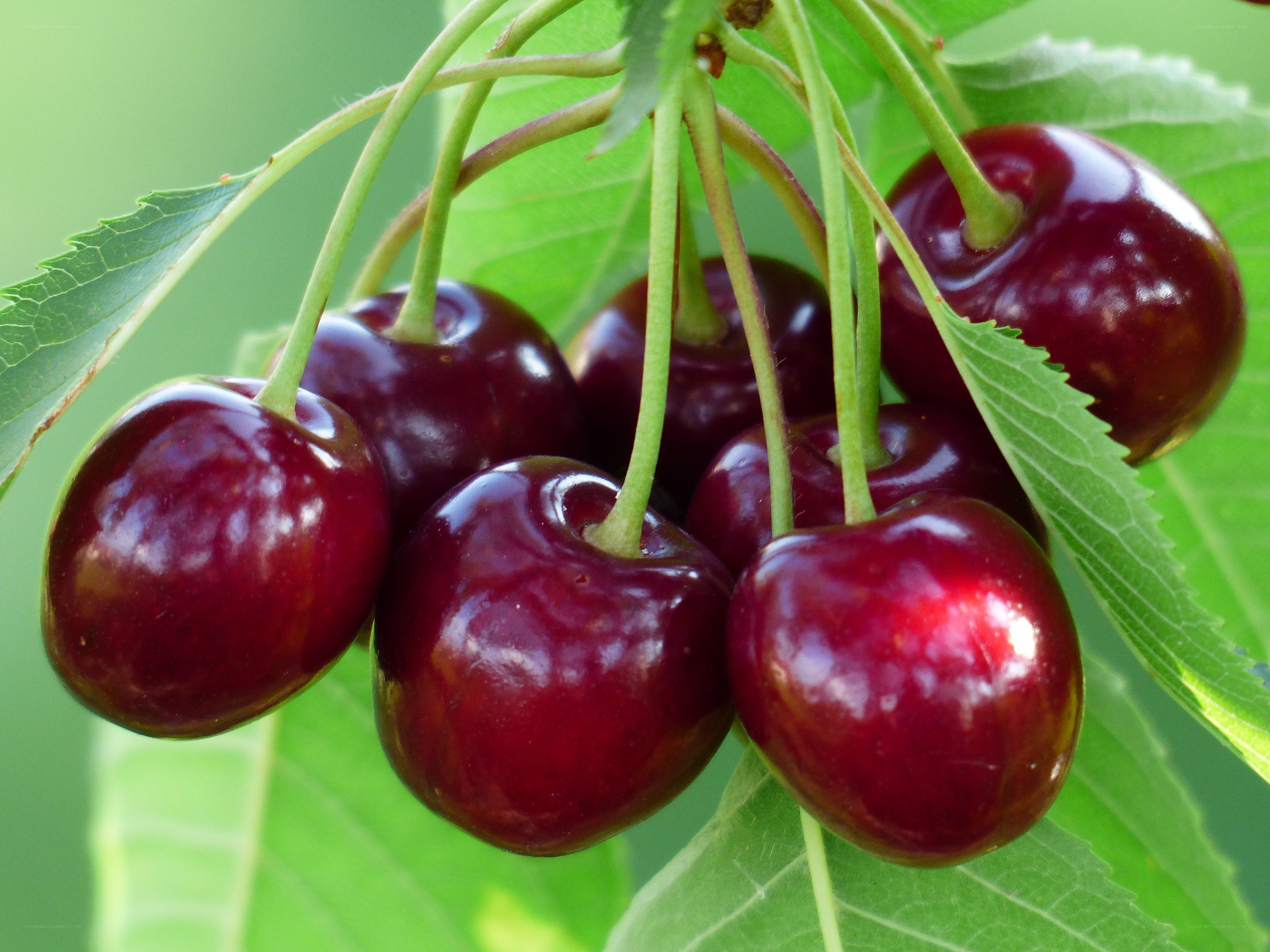 Ripe cherries on a branch