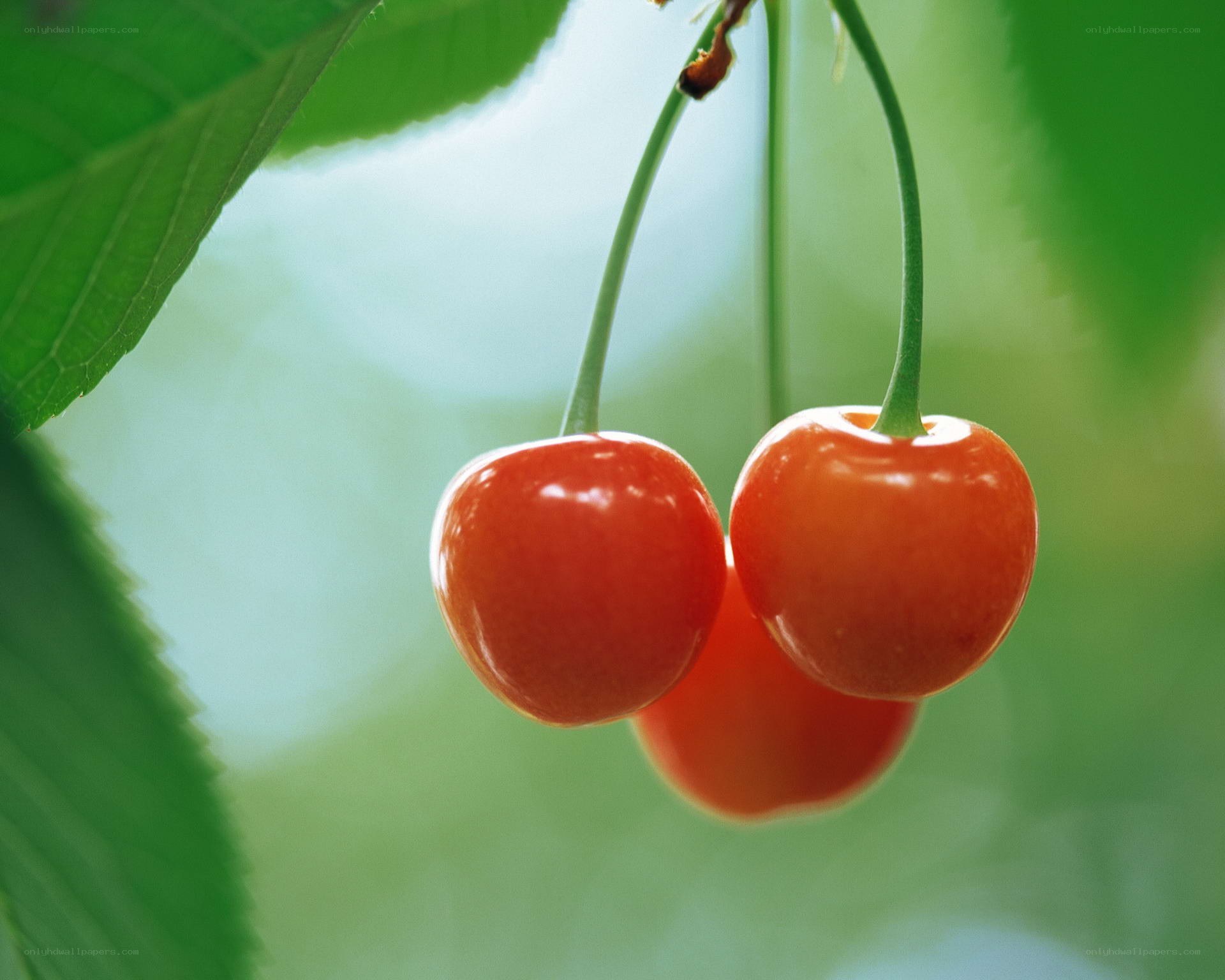 ripe cherries on a branch