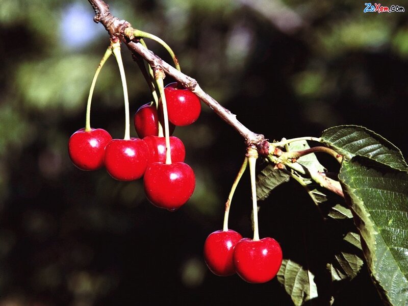 Ripe cherries on a branch