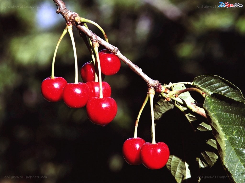 Ripe cherries on a branch