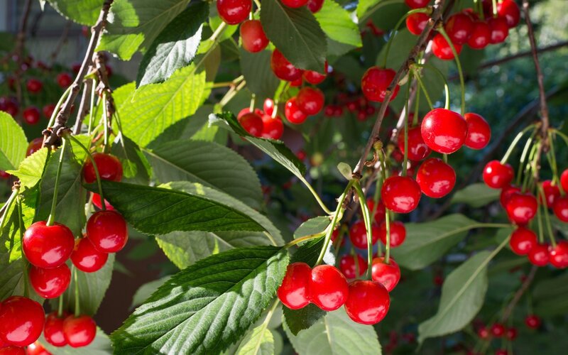 Ripe Cherries on a Branch — Red, Natural, Afternoon