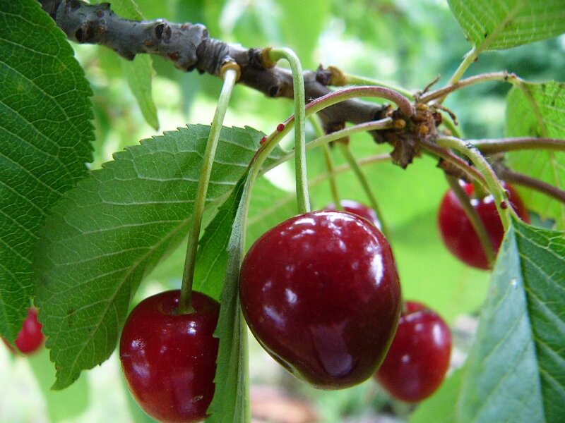 Ripe Cherries on a Branch — Red, Natural