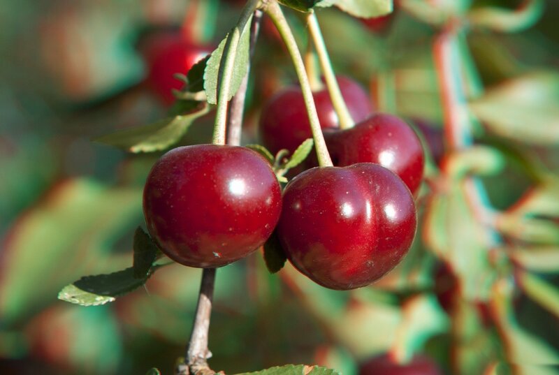 Ripe Cherries on a Branch — Red
