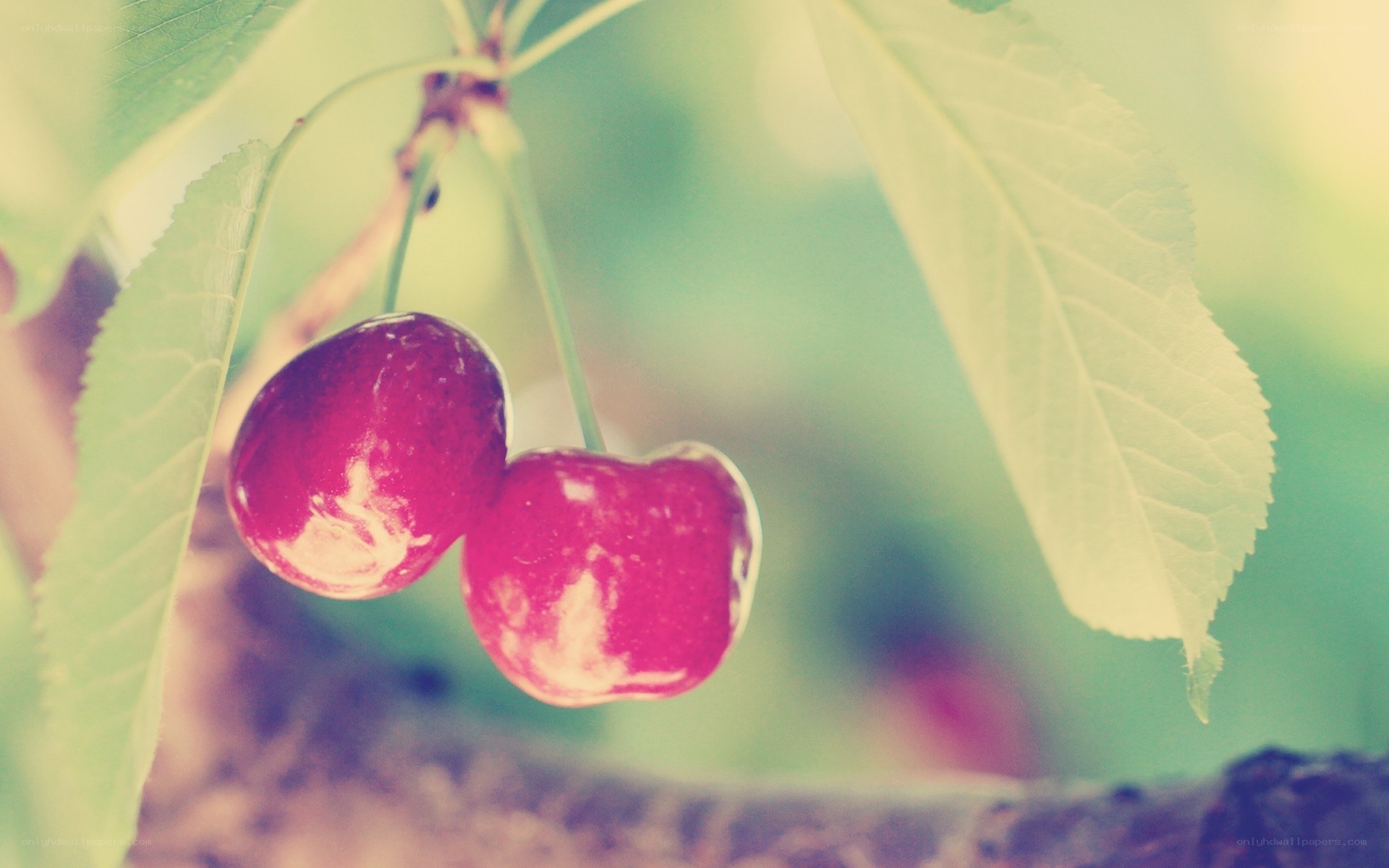 ripe cherries on a branch