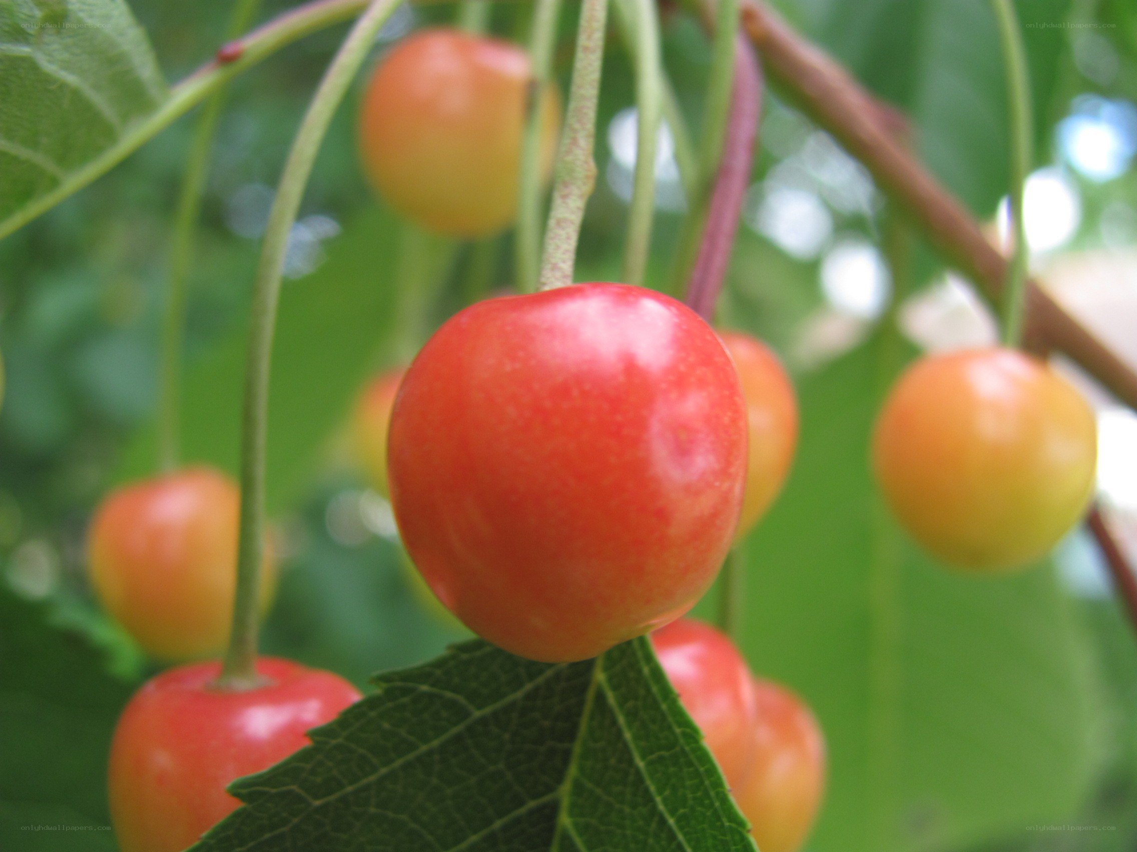 Ripe cherries on a tree