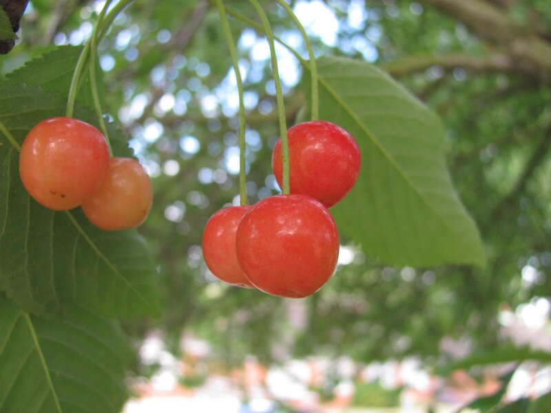 Ripe cherries on a tree