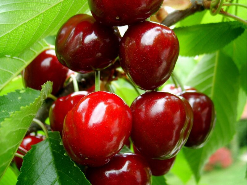 Ripe cherries on a tree