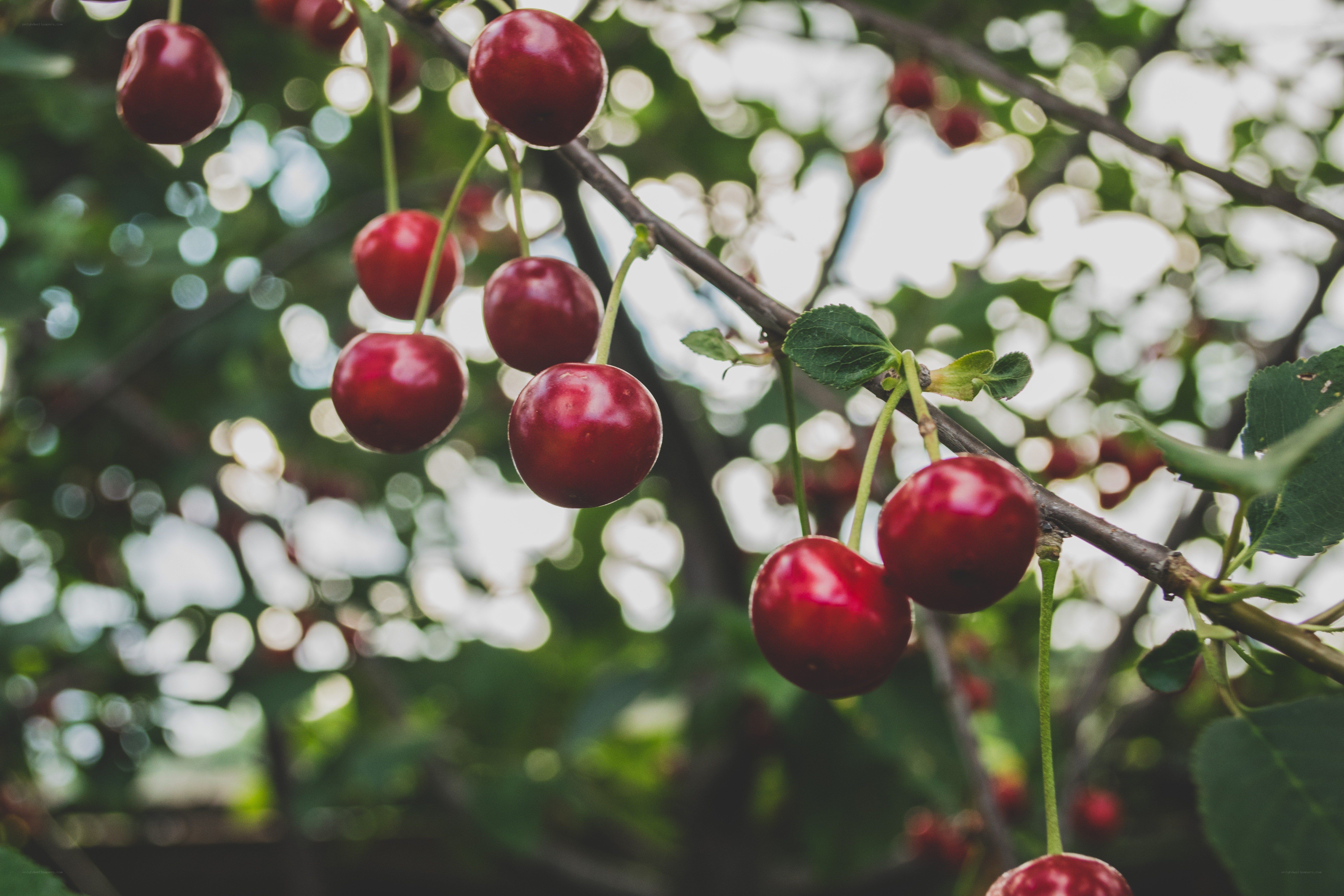 Ripe cherries on a tree branch