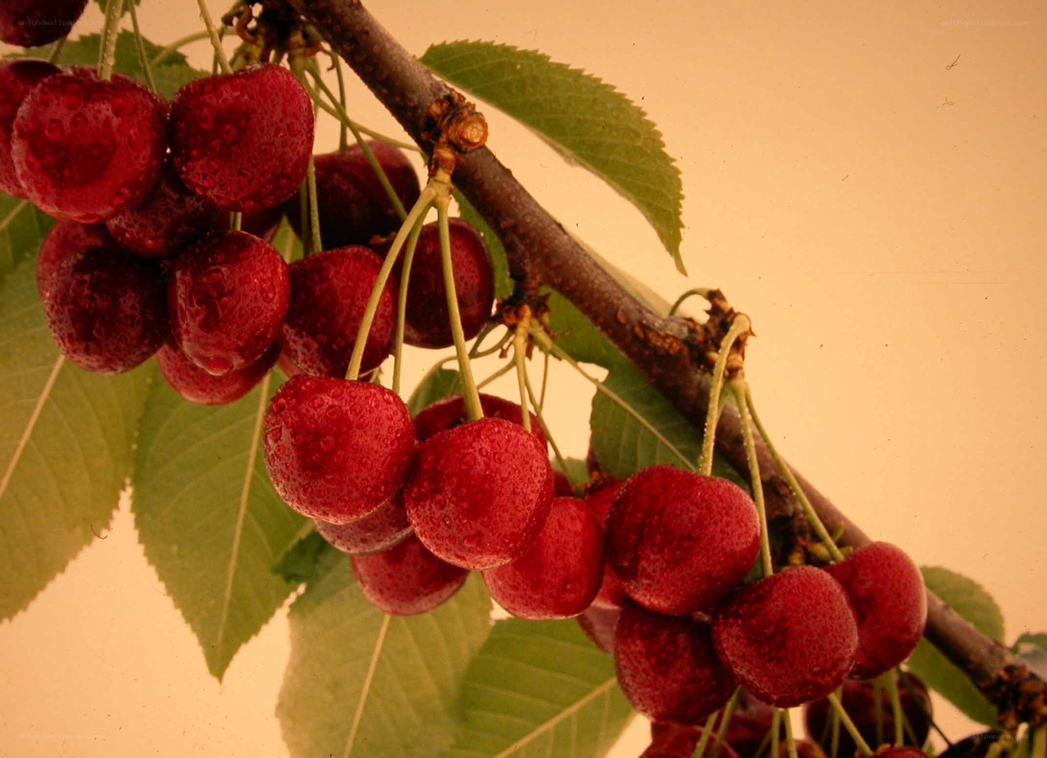 ripe cherries on a tree branch