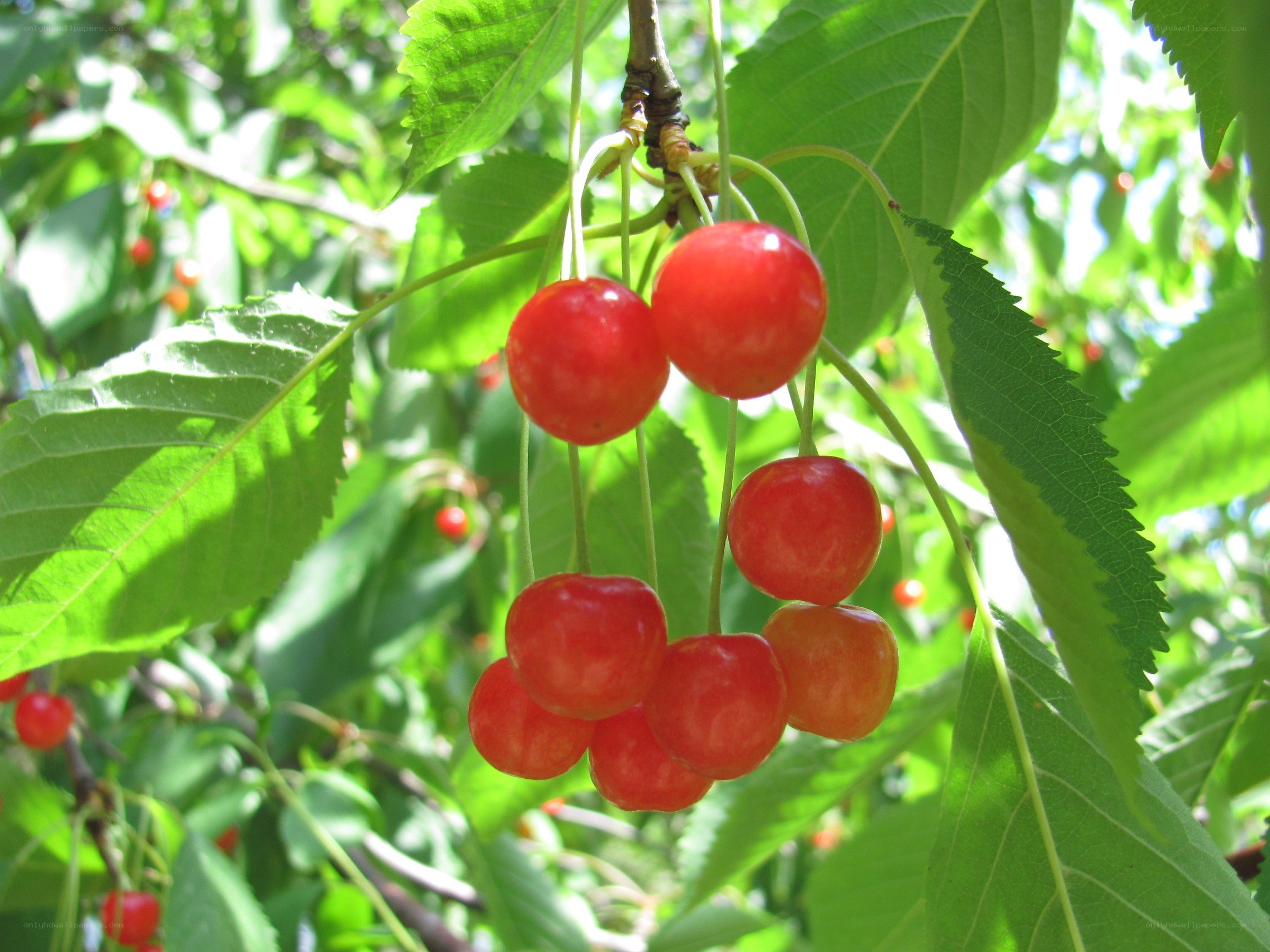 Ripe cherries on a tree branch