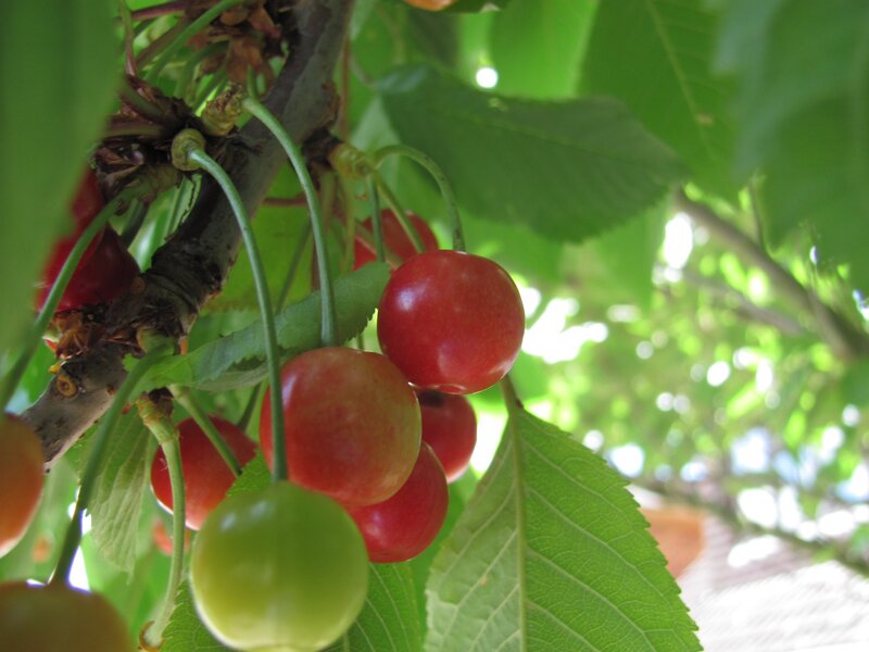 Ripe cherries on a tree branch