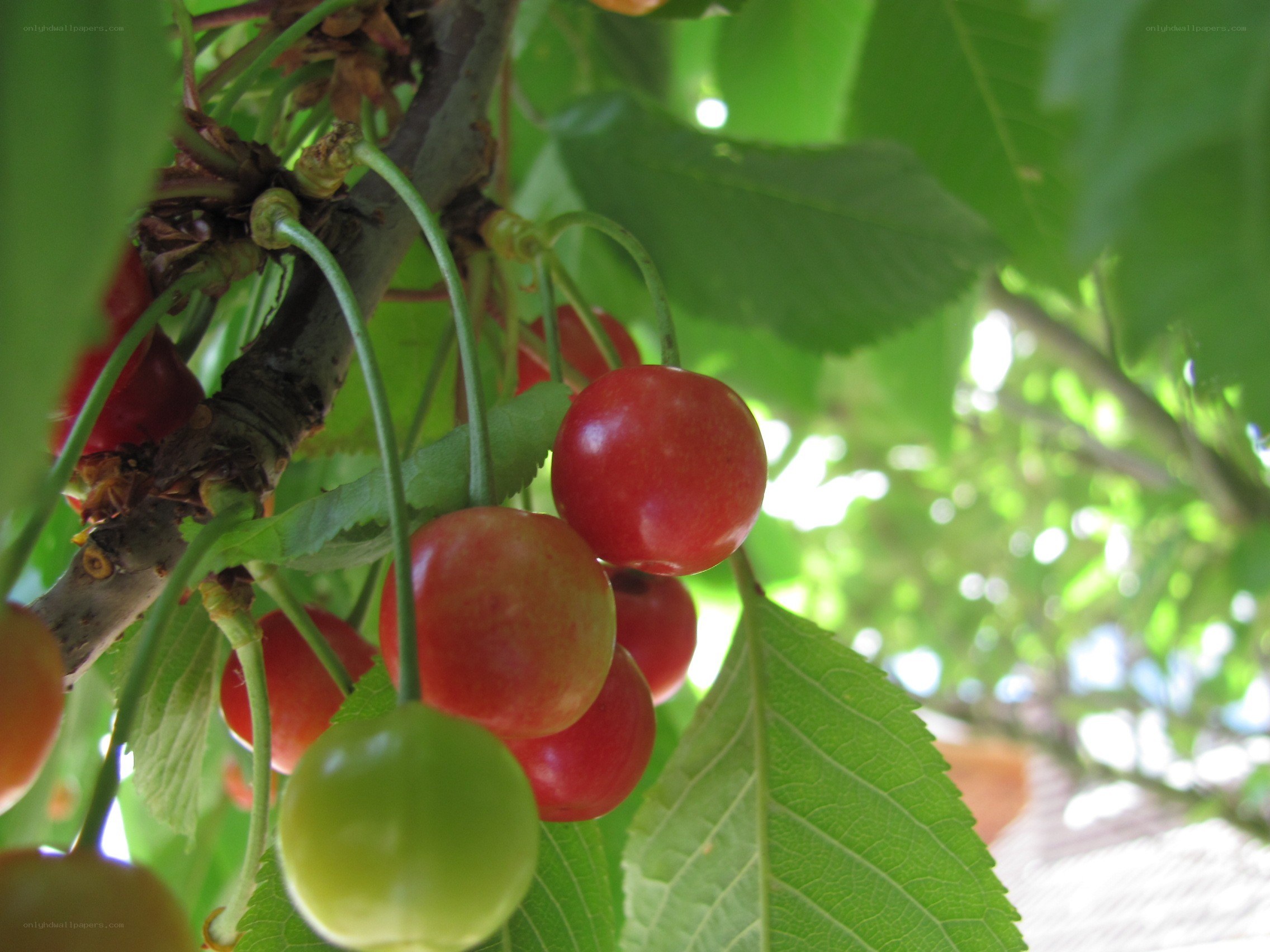 Ripe cherries on a tree branch