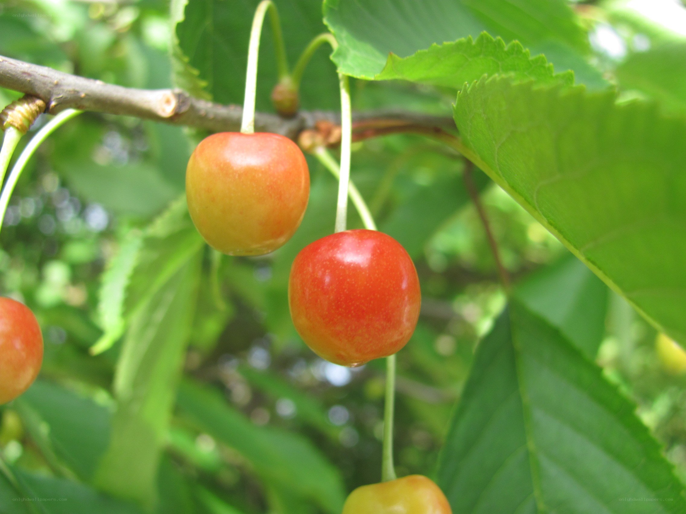ripe cherries on a tree branch
