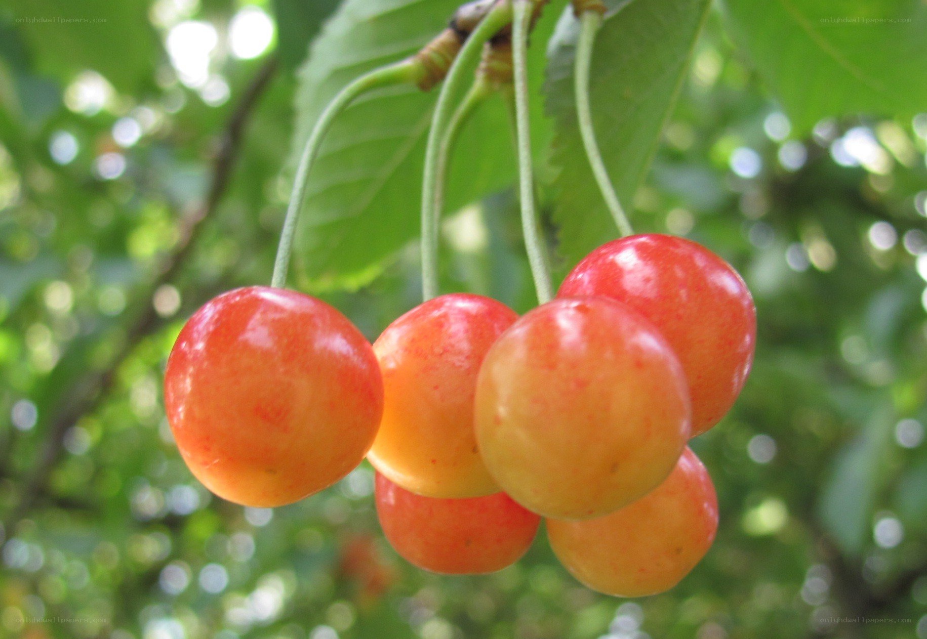 Ripe cherries on a tree branch