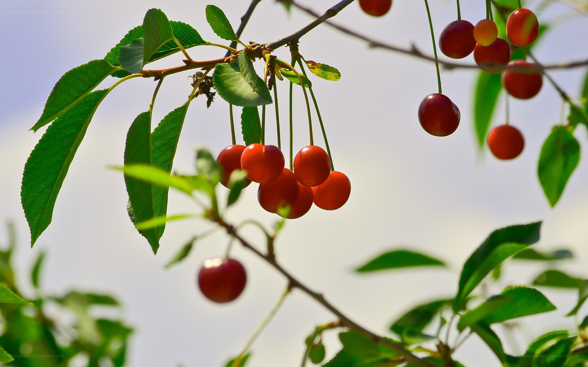 Ripe cherries on a tree branch