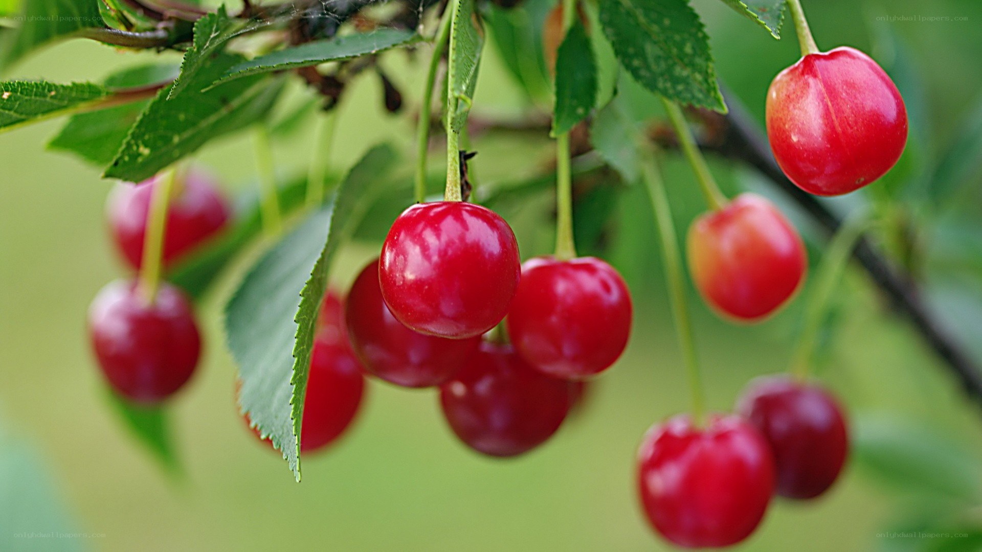 ripe cherries on a tree branch