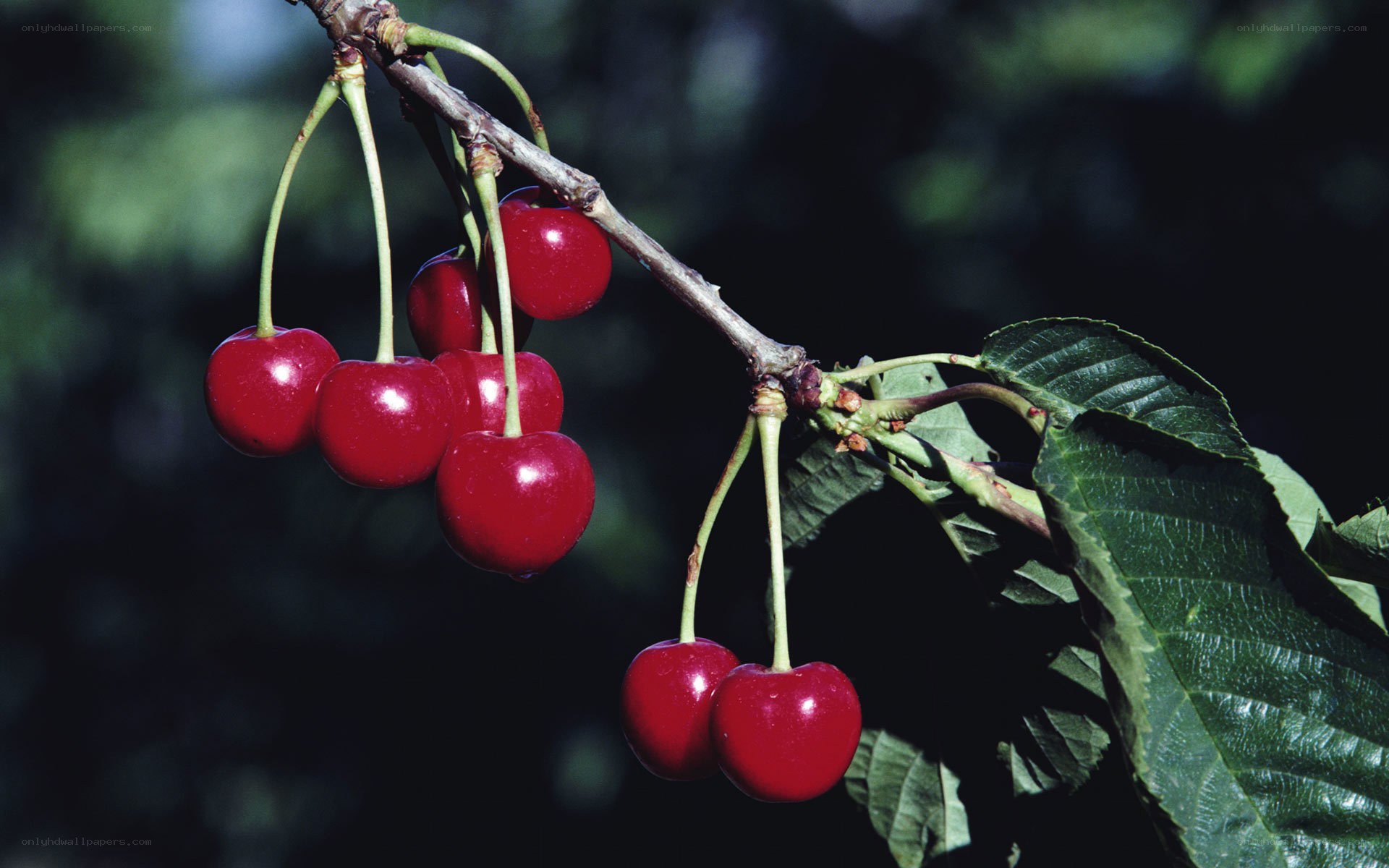 Ripe cherries on a tree branch