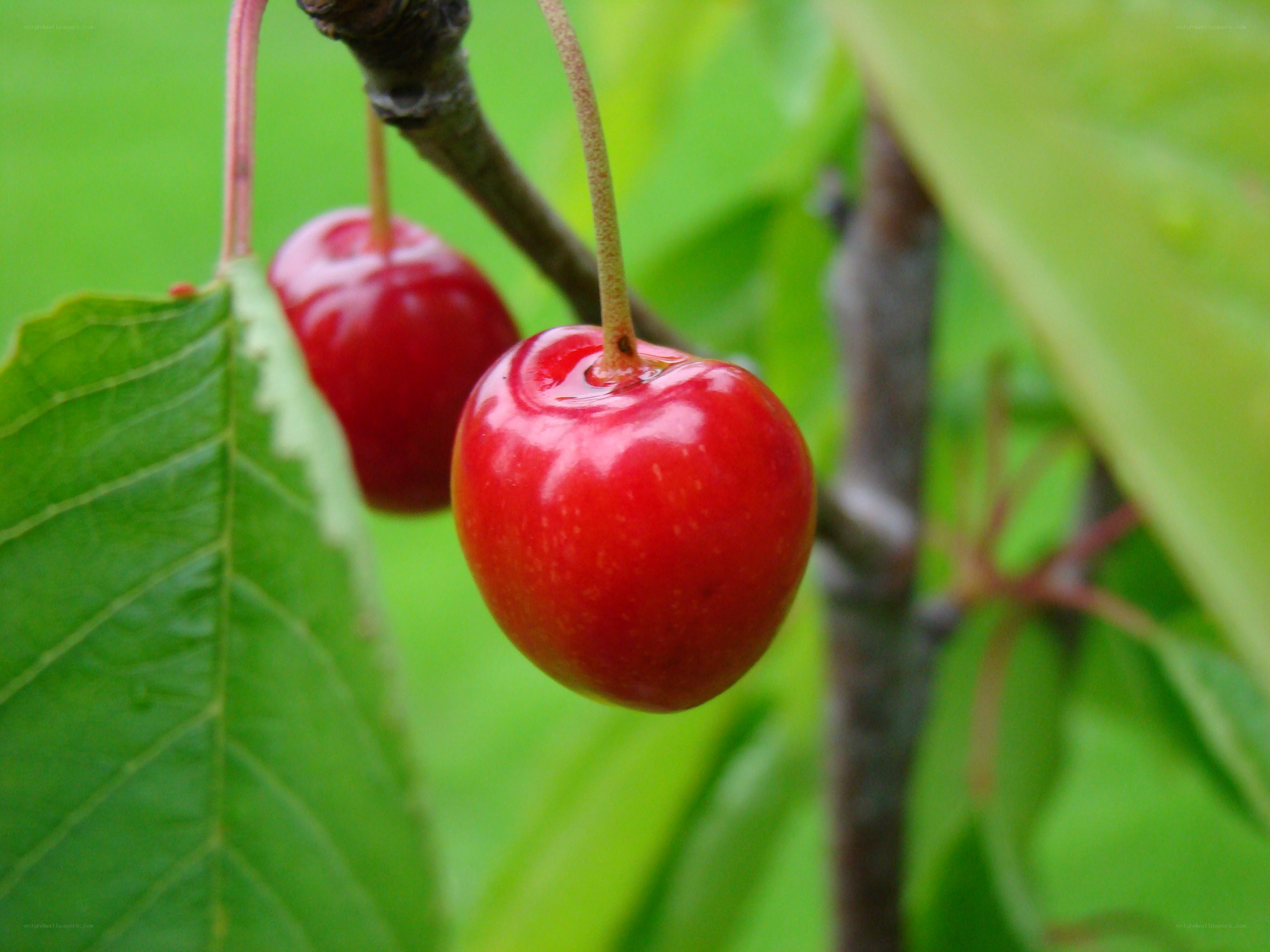Ripe cherries on a tree branch