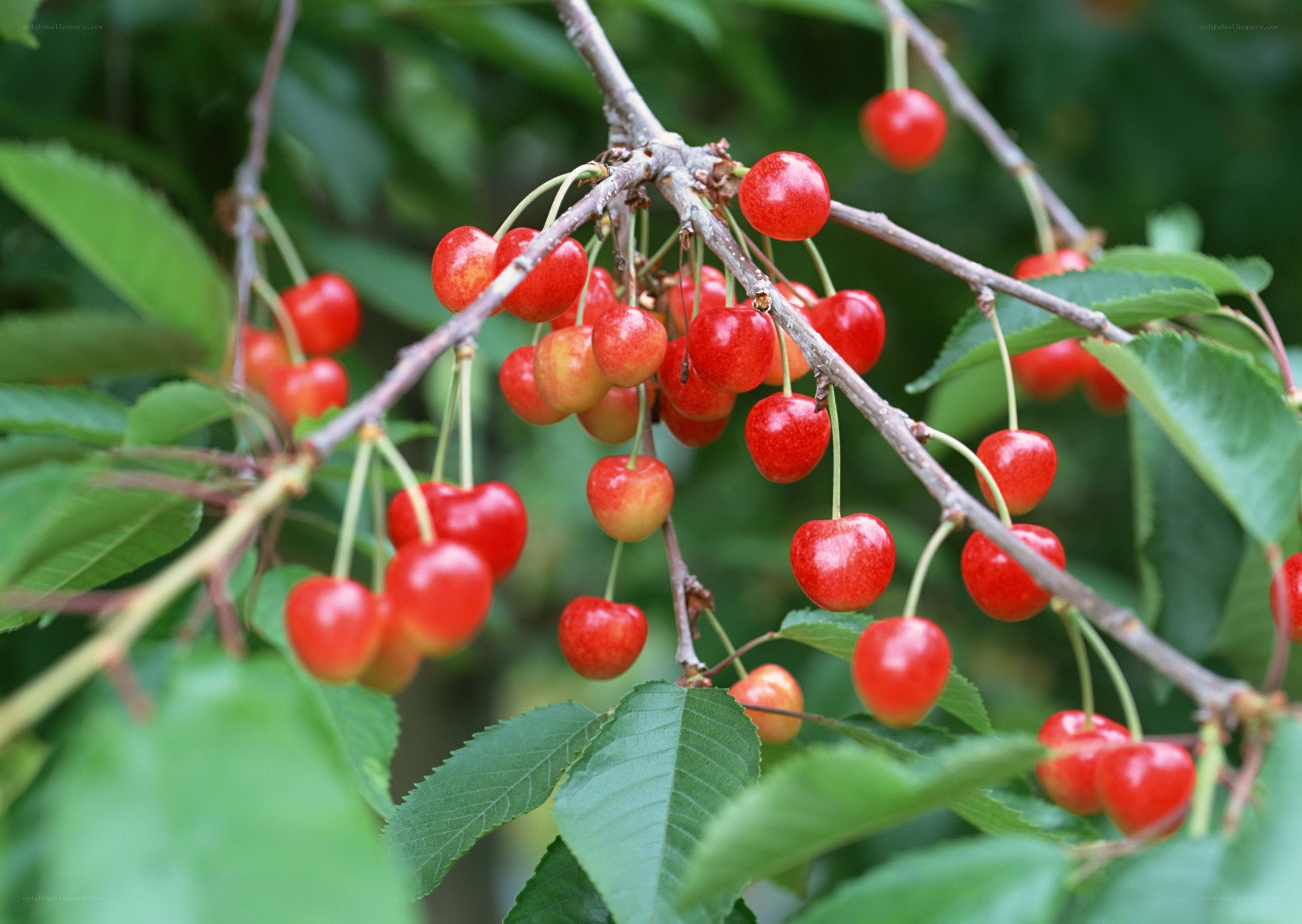 Ripe cherries on a tree branch