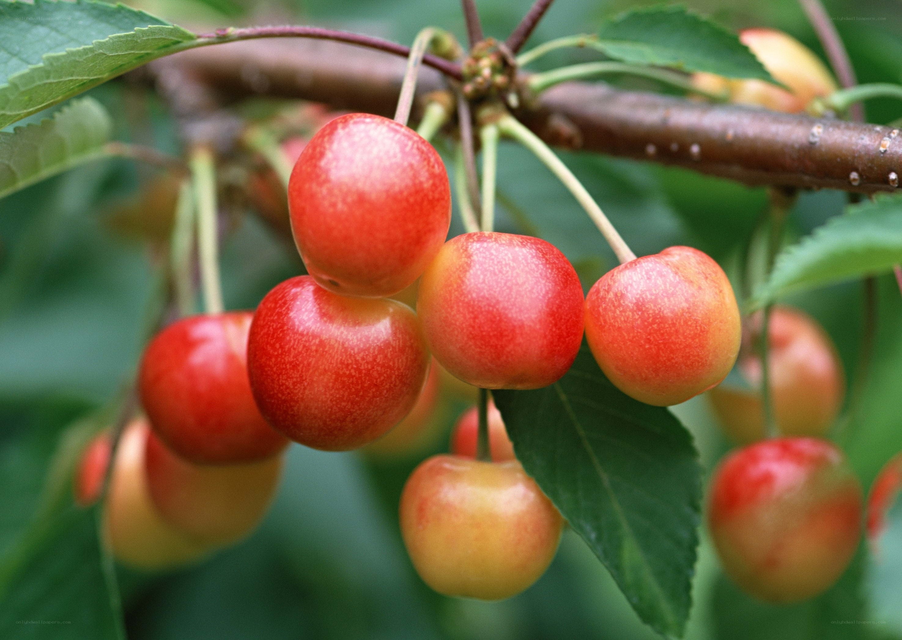ripe cherries on a tree branch
