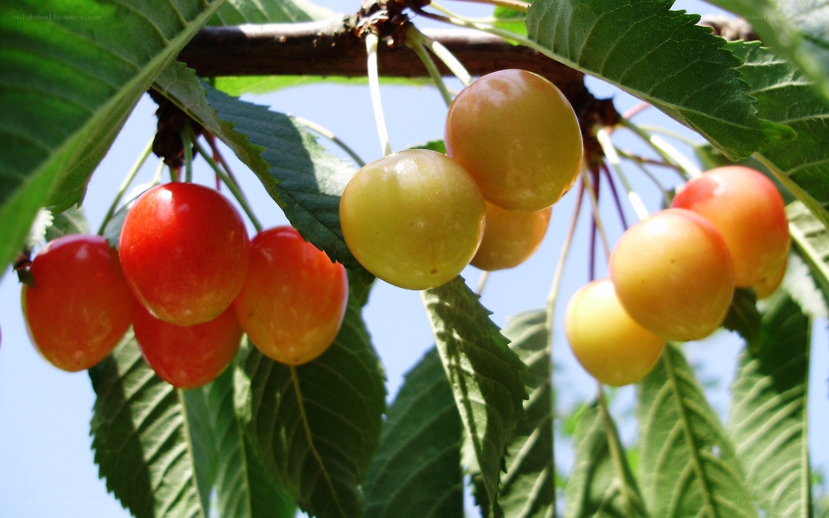 Ripe cherries on a tree branch