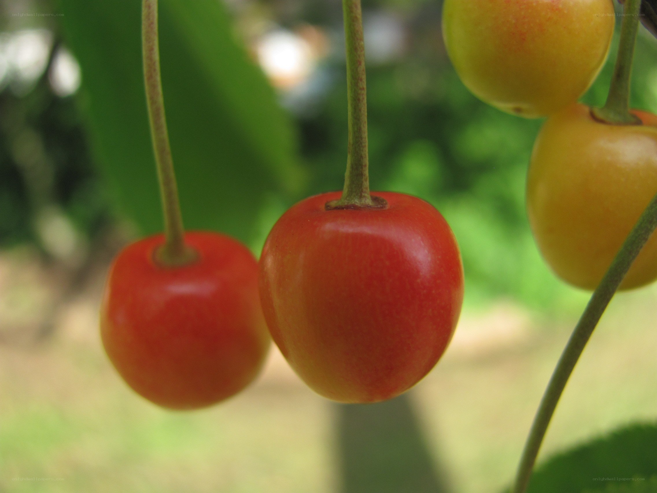 Ripe cherries on a tree