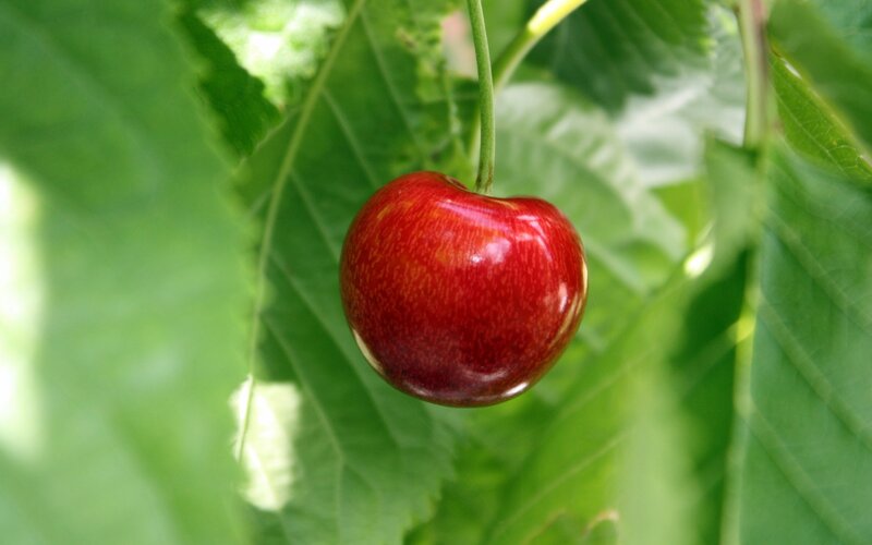 ripe cherry on a tree