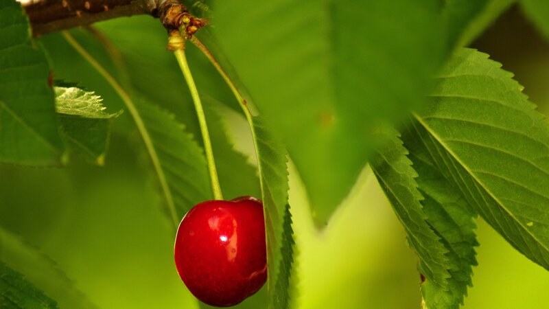 ripe cherry on a tree branch