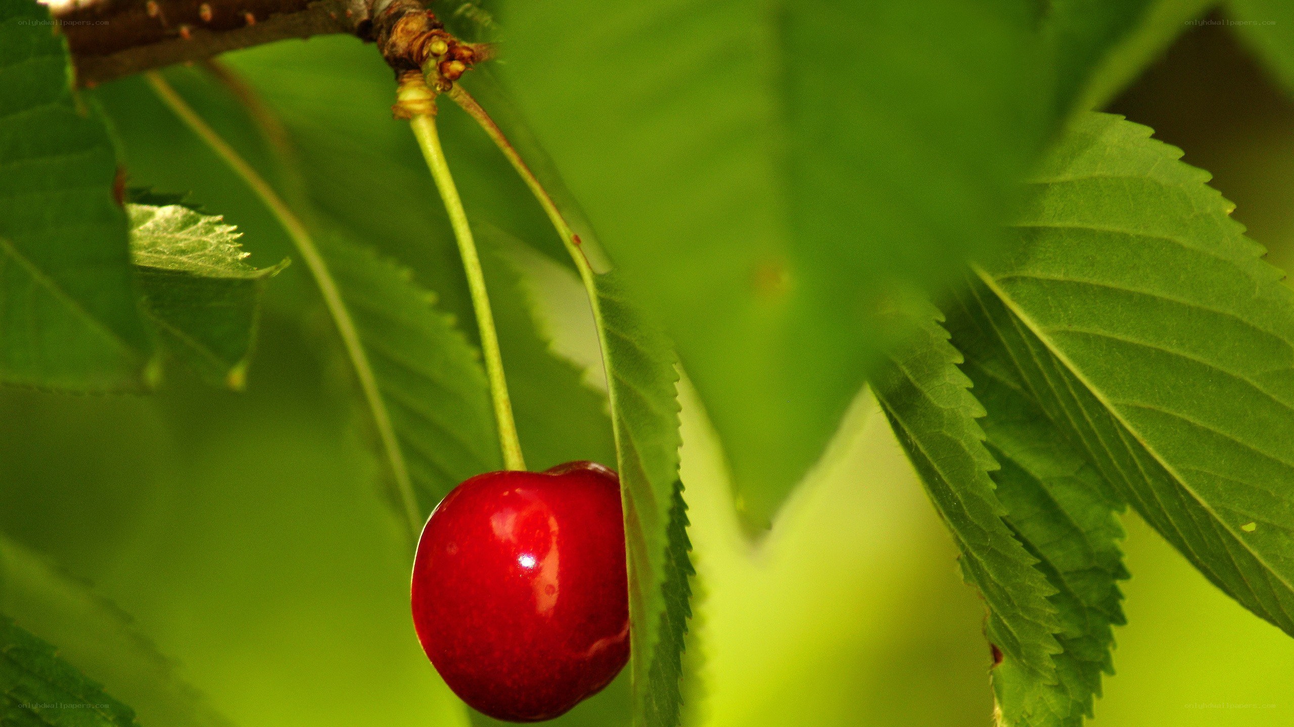 ripe cherry on a tree branch