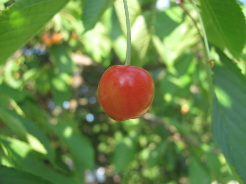 Ripe cherry on a tree