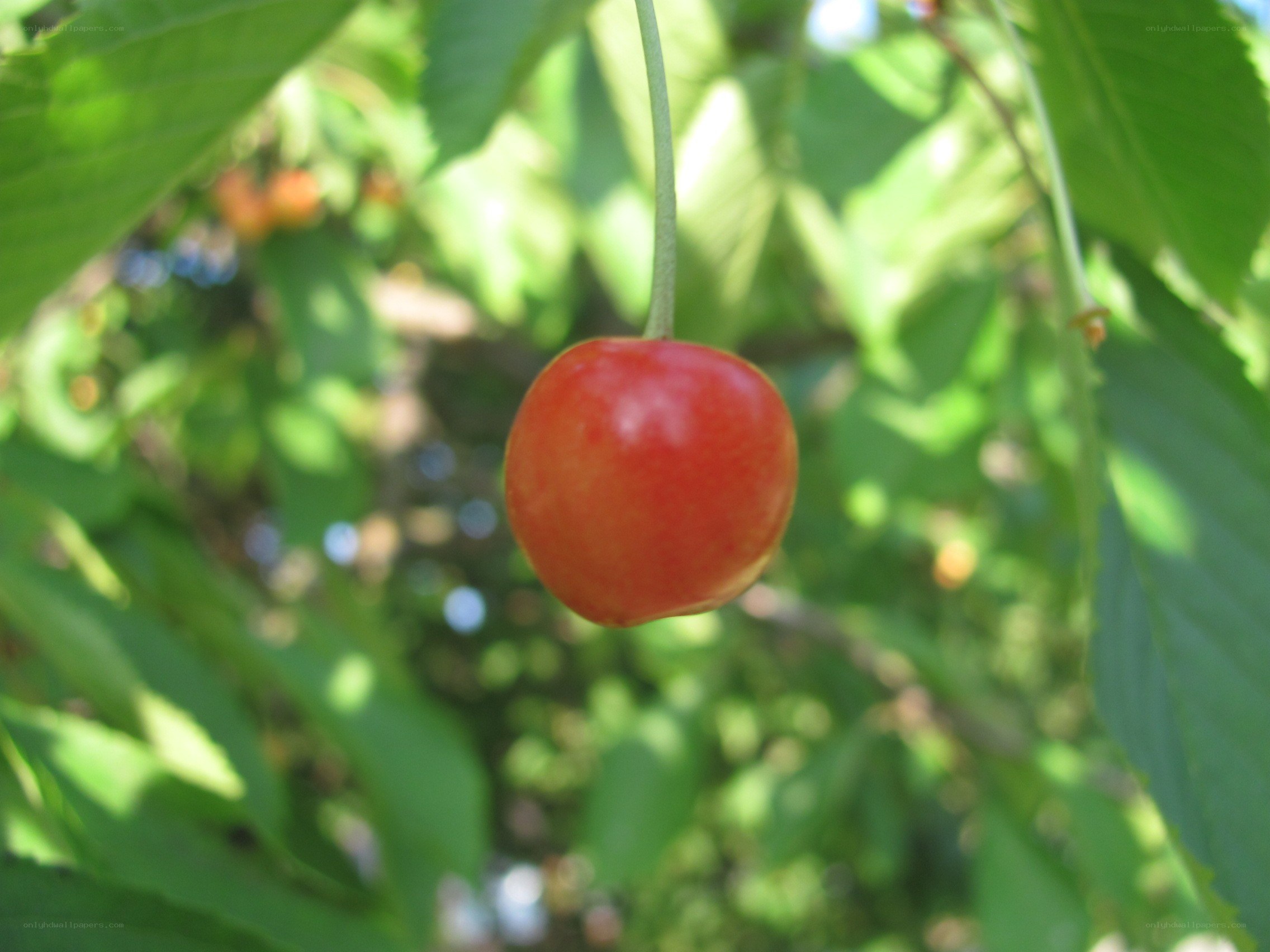 Ripe cherry on a tree