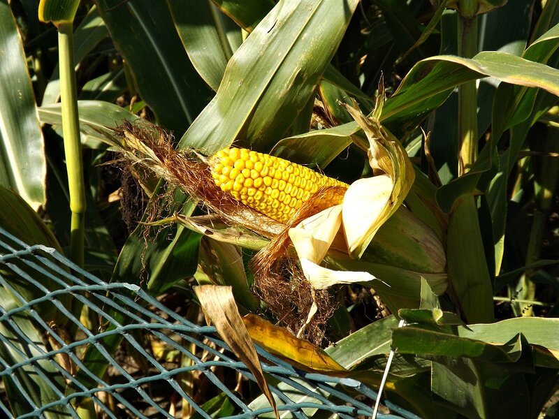 Ripe Corn Cob in Field