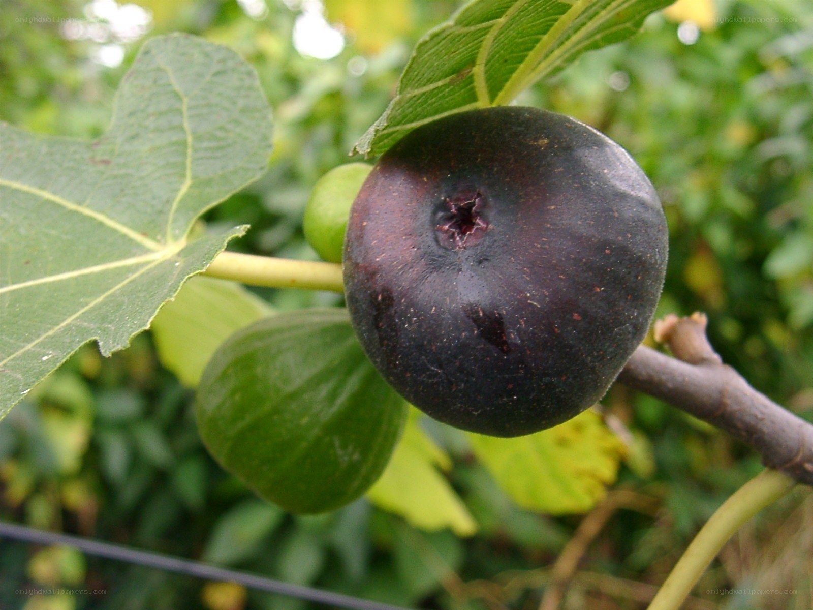 Ripe fig on a tree branch