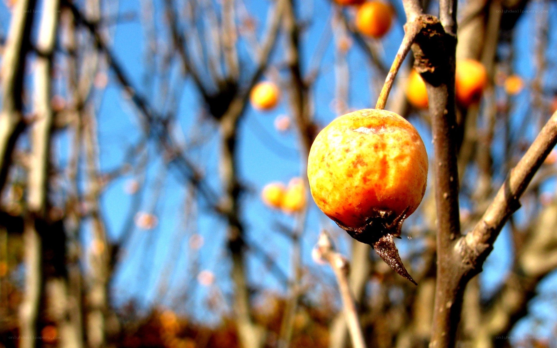 Ripe fruit on a bare branch