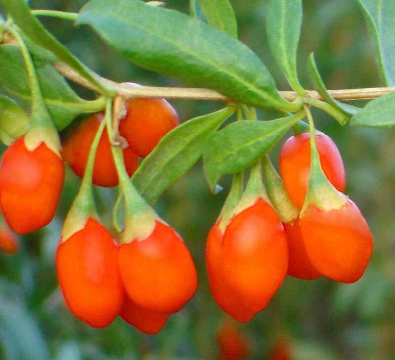 Ripe Goji Berries