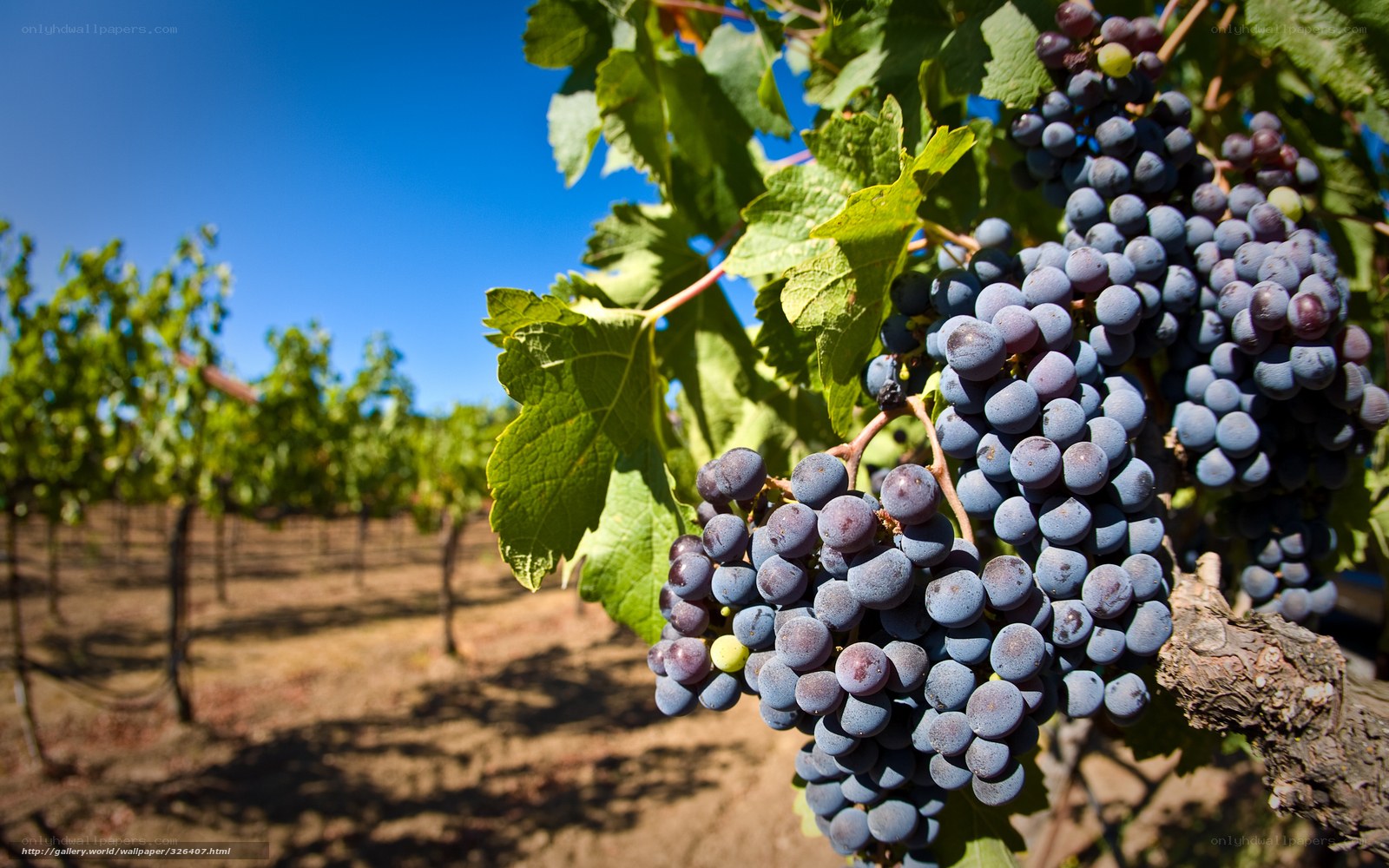 Ripe grapes in a vineyard