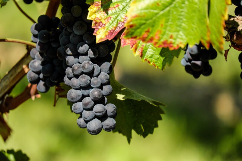 ripe grapes on a vine