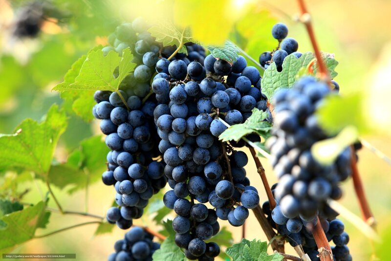 ripe grapes on a vine