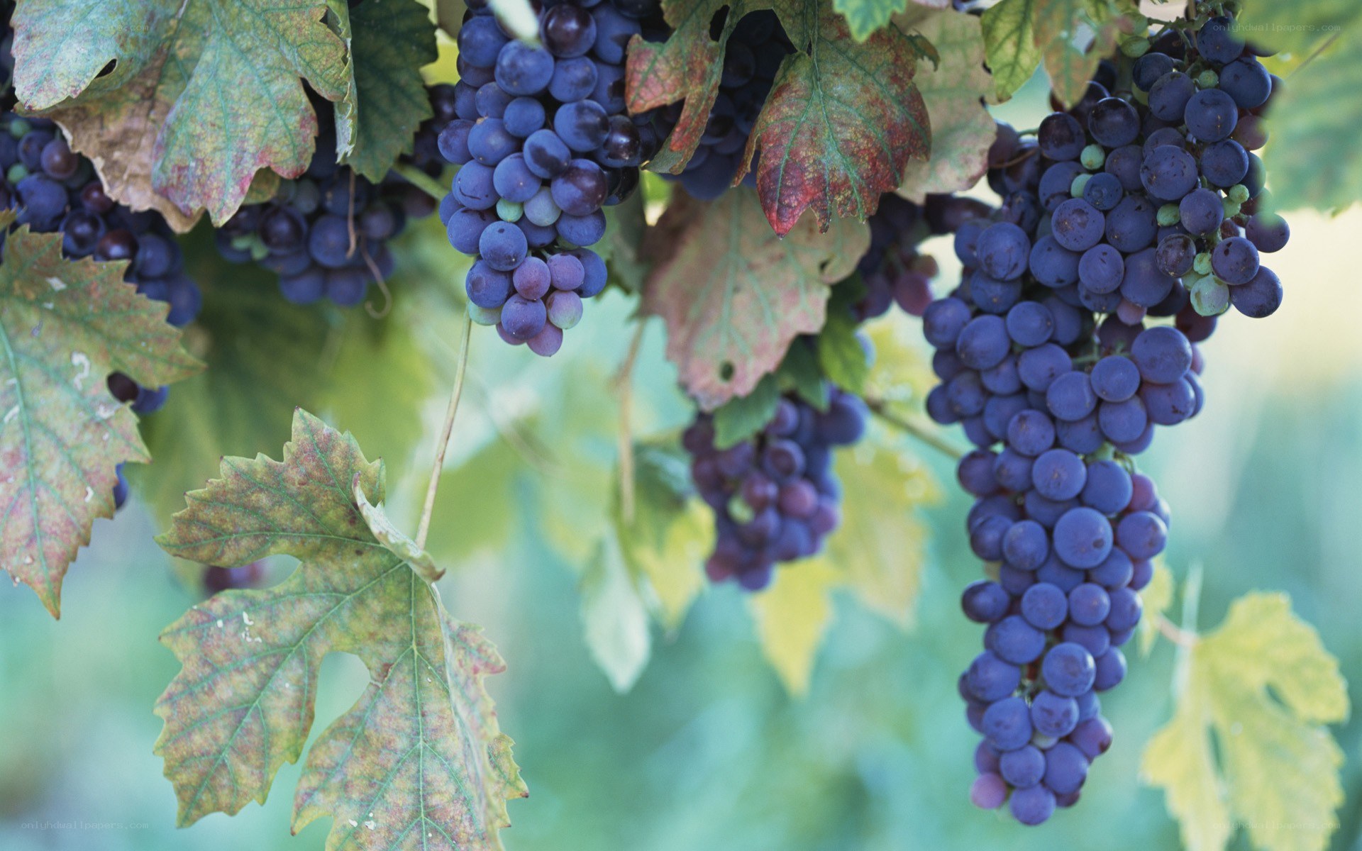 ripe grapes on a vine