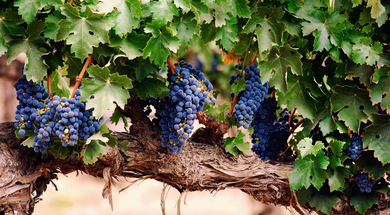 ripe grapes on a vine