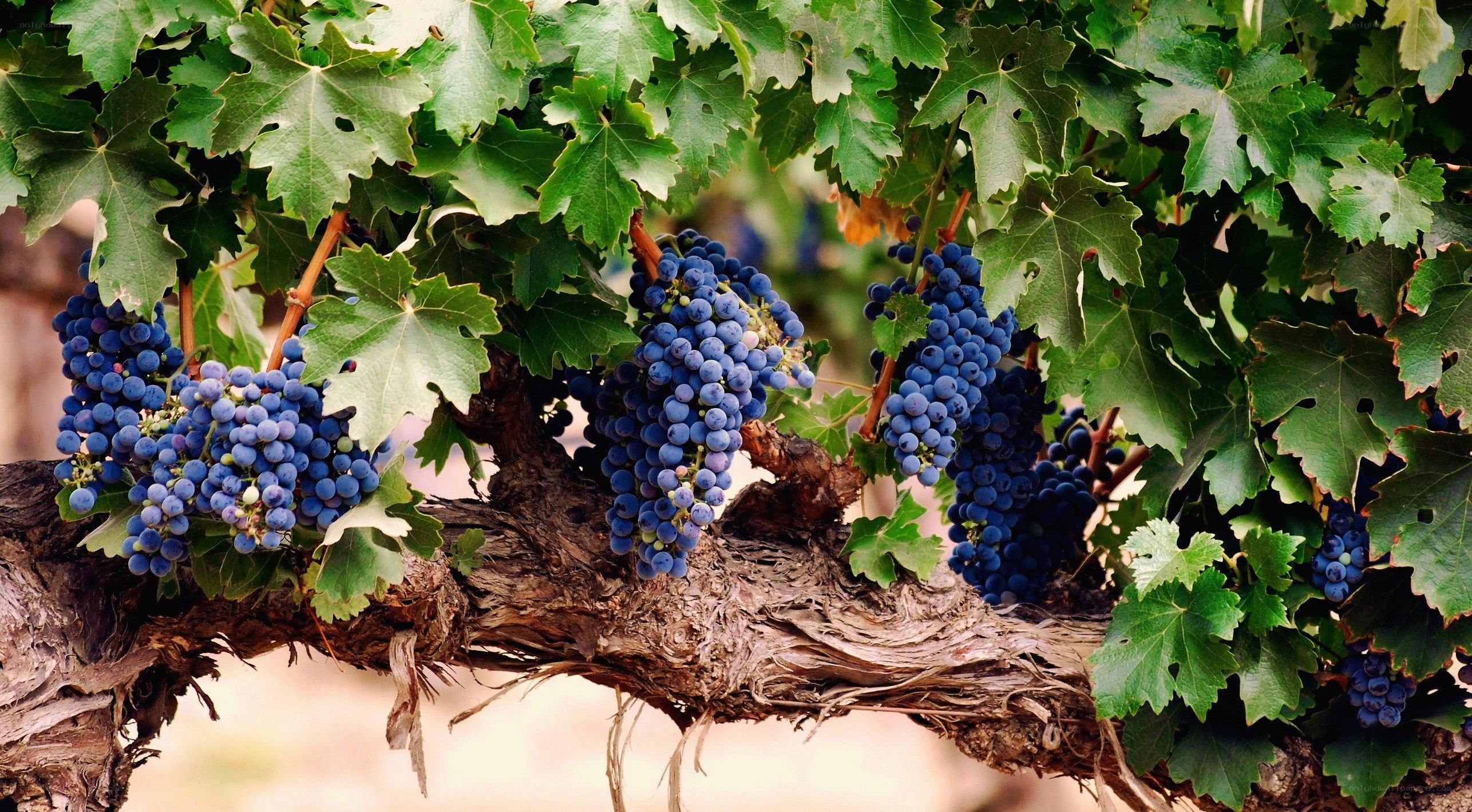 ripe grapes on a vine