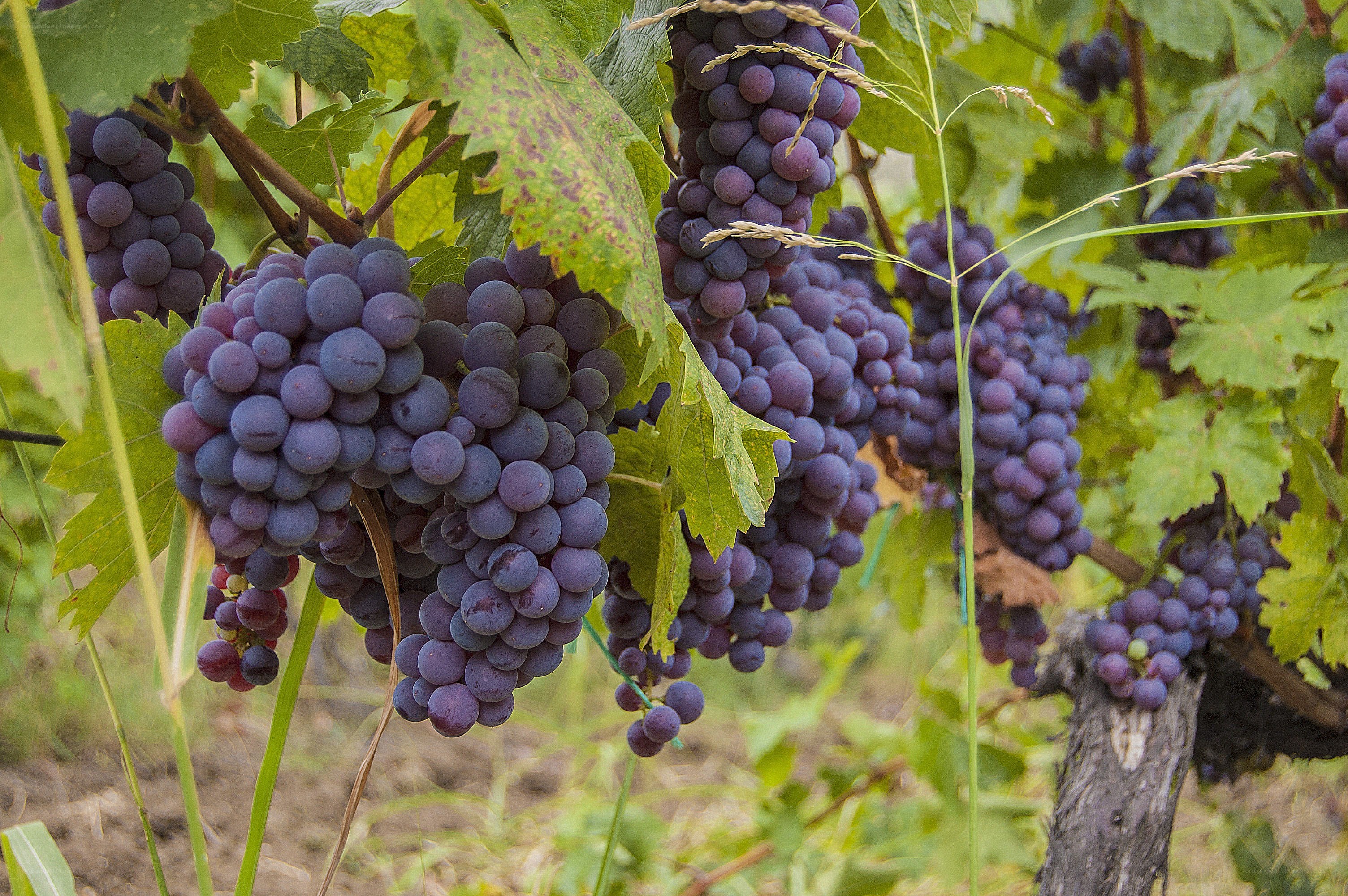 Ripe grapes on a vine